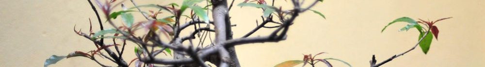 治すぞ！ 糖尿病　癌　腎臓病　高血圧　認知症　生活習慣病 ～悩み、不安、運動不足、足の筋肉不足 、食べ過ぎ病 　～　　 　　ご自分で治せますよ！　（検索用）